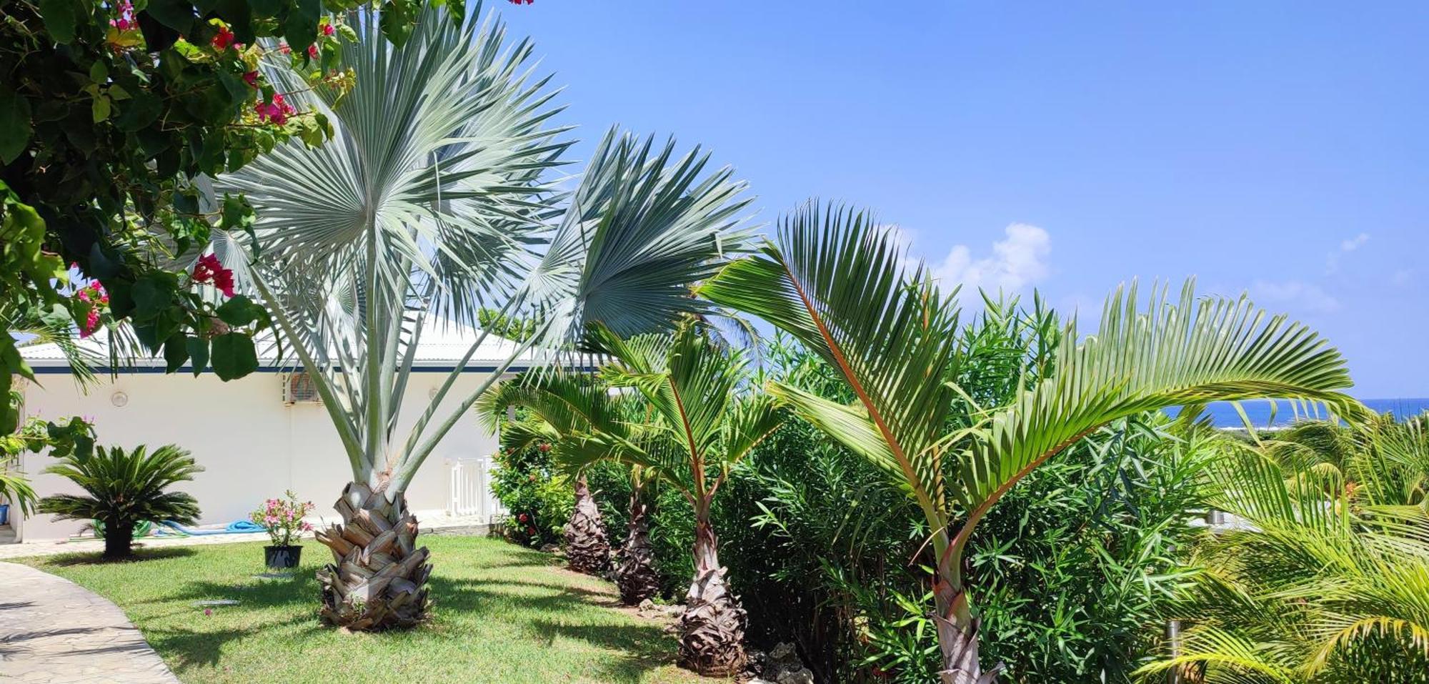 Villa Muscade Guadeloupe, Piscine, Vue Mer Et Acces Plage Saint-Francois  Exterior foto